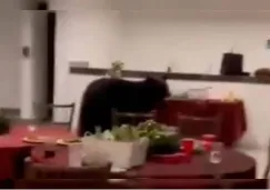 Oso negro irrumpe en posada navideña en Nuevo León y se come la cena