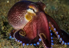 VIDEO: turista juega con pulpo sin saber que era altamente venenoso