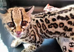 Profepa rescata a tigrillo en estado crítico por deshidratación en Álvaro Obregón, CDMX