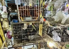 Mercado de Sonora dejará de vender animales desde el 1 de enero 2026