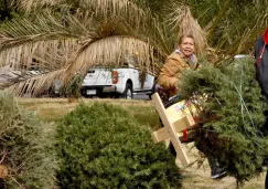 ¿Dónde llevar tu árbol de Navidad en CDMX? Lista de centros de acopio 