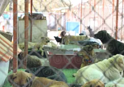 Más de 900 perros y gatos fueron rescatados del Refugio Franciscano en CDMX por presunto maltrato