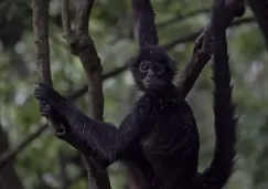 VIDEO: Mono araña ingresa a una tienda en Chiapas y muerde a una mujer