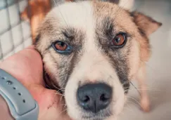 CDMX recomienda adoptar antes de comprar mascotas y alerta sobre venta ilegal