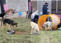 Los perritos están por el momento en un albergue del Deportivo Hermanos Galeana.