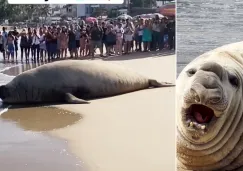 Los curiosos rodearon al animal para contemplarlo por un rato pero sin acercársele.