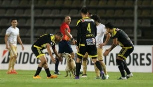 Los futbolistas intentan detener al canino