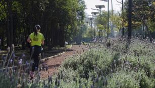 Pista del bosque de Tlalpan