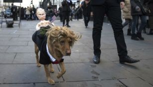 Perro disfrazado como Trump cargando un muñeco con la cara de Putin