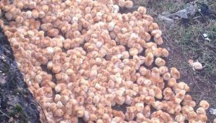 Los pollitos en el campo de Lincolnshire