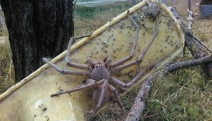 La araña cangrejo puede medir hasta 30 centímetros 