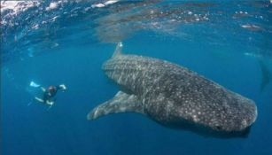 Ramos nadando con tiburones ballena 