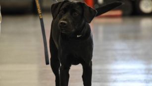 Lulu, durante un entrenamiento con la CIA