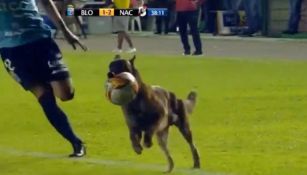 Perro policía se roba el balón en pleno partido