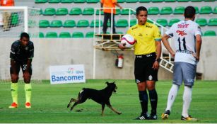 Perro corriendo en el partido de Ascenso MX