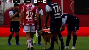 Jugadores acariciando al perro que entró a la cancha 