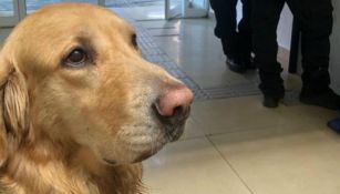 Perro es detenido en Cuauhtémoc