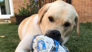 Championship: Barney, el perro aficionado del Sheffield Wednesday