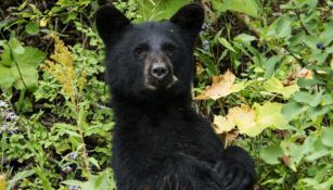 Video: Oso negro inspeccionó a jóvenes en Parque Ecológico en Monterrey 