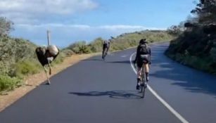 Una avestruz 'participó' en carrera grupal de ciclistas en Sudáfrica