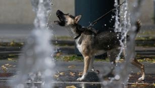 Perro bebiendo agua de una fuente