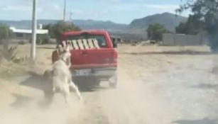 Burro siendo arrastrado por una camioneta