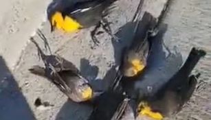Video: Cientos de aves cayeron muertas en Chihuahua