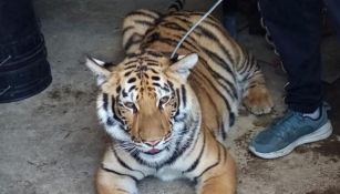 Tigre siendo llevado a una UMA