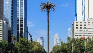 Glorieta de la Palma en Paseo de la Reforma