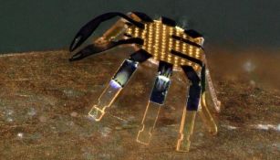 Universidad de Northwestern creó robot cangrejo