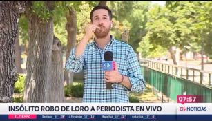 Periodista y el loro ladrón 