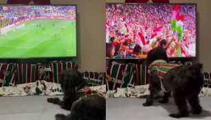 ¡Todos celebran! Captan a perrita festejando título de Fluminense y se vuelve viral