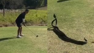 Dos serpientes protagonizan pelea en medio de un juego de Golf