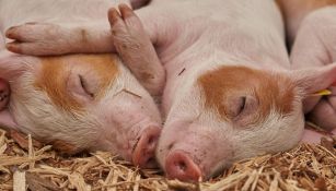 Cerdos modificados genéticamente para transplantes humanos