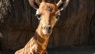 El mamífero es hijo de Valentino y Sicaru, dos especies que se encuentran dentro del Zoológico de Chapultepec.