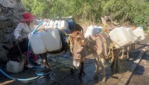 Crisis del agua: Al sur de la CDMX, la única forma de que llegue el líquido, es en animales de carga