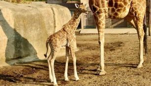 El animal bebé es hijo de ‘Baobab’ y de ‘Acacia’ y nació con 1.80 metros de altura.