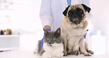 Hospital veterinario 24/7 en CDMX: dónde está y qué servicios ofrece