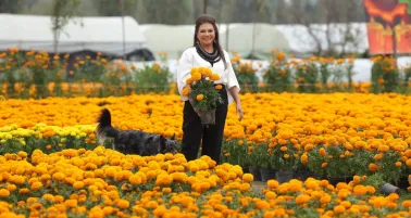 CDMX rompe récord en producción de flor de cempasúchil: 6.3 millones de plantas para Día de Muertos