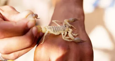 Niña de 5 años fallece tras picadura de alacrán en escuela de Sonora: IMSS confirma falta de suero