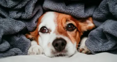 Así puedes cuidar a tu perrito del frío y mantenerlo feliz este invierno
