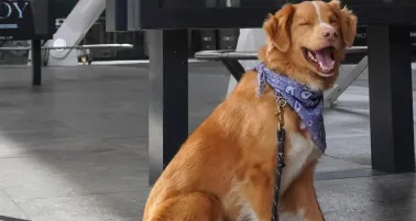 Indy hace historia: el perro de Good Boy es nominado a Mejor Actor en los Premios Astra 2026