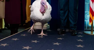 Thanksgiving 2025: ¿Por qué Donald Trump indultó a dos pavos? 