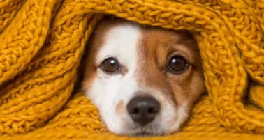 Cómo proteger a tu mascota del frío: recomendaciones clave para este invierno