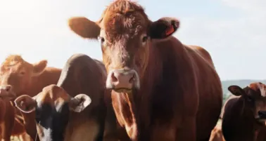 México declara emergencia nacional por gusano barrenador: nuevas reglas para mover ganado y aves