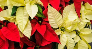 ¿Cómo cuidar tus nochebuenas para que duren toda la temporada?