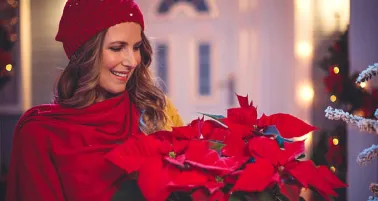 ¿Cuál es el significado de la Nochebuena, la flor de Navidad en México?