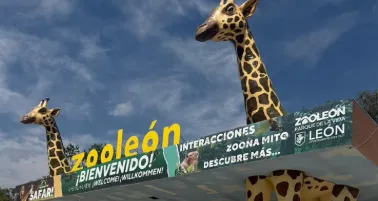 Murieron 24 borregos muflones por unos perros hambrientos que lograron colarse al lugar.