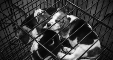 CDMX prohíbe exhibir perros y gatos en jaulas o vitrinas para proteger su bienestar