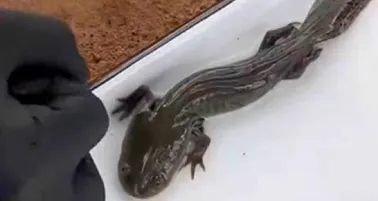 UNAM confirma en Querétaro al ajolote del Altiplano tras 15 años sin registros